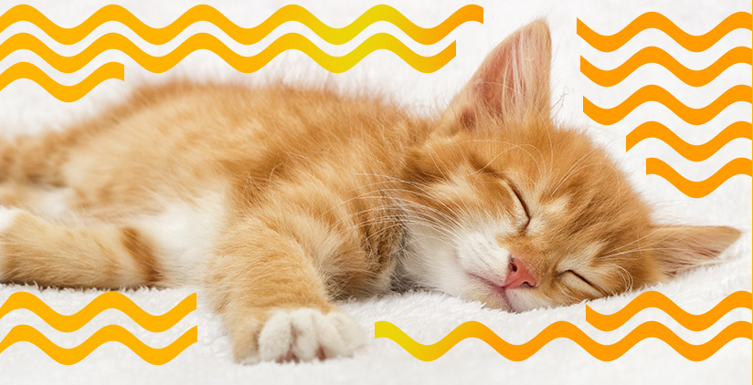 UdiAnima Mobiler Header
